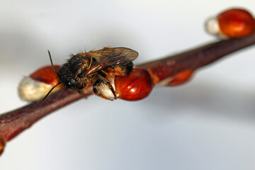 Red cattail is one of the first sources of food for wild bees in spring.