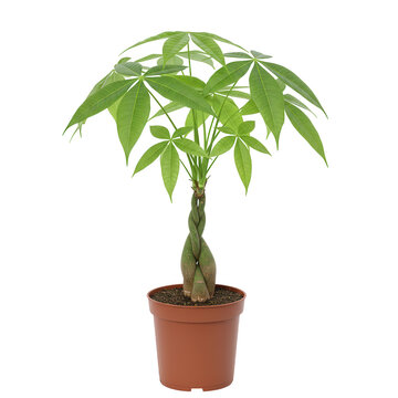 Braided money tree plant in brown pot isolated on transparent background