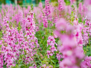 Obraz premium Pink Snapdragon Flowers In Blooming Garden