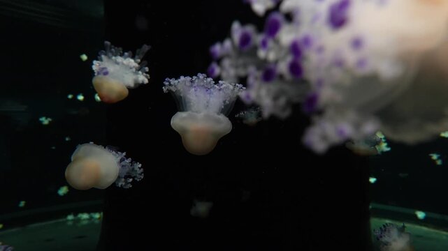 Cassiopea andromeda Jellyfish Floating in Aquarium Tank in Batam Indonesia 4K