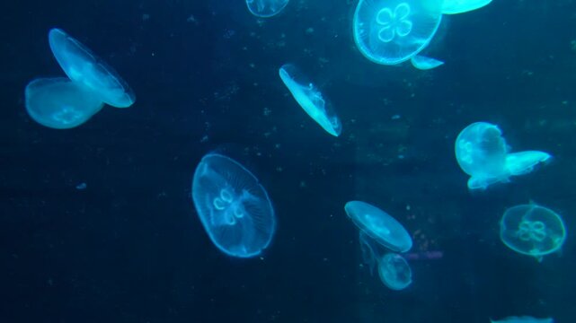 Swimming Jellyfish in Aquarium, Indonesia. Blue Water, Gentle Movement, 4K