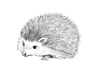 Graphite animal sketch, hedgehog, spikes, porcupine, no background, digital, mammal, prickly, PNG, Black and white, pencil, cute, realistic, backgroundless