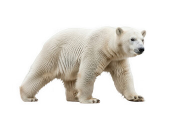 Fototapeta premium A solitary polar bear ambles across a transparent PNG, emphasizing its isolated subject and cut-out nature