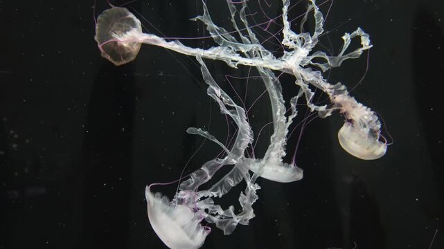 Delicate Jellyfish Drifting Gently in Aquarium Tank, Black Background 4K