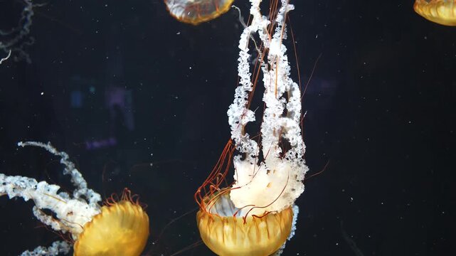 Golden Jellyfish Drifting in Aquarium Environment in Taiwan - 4K