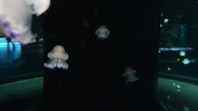 Cassiopea andromeda Jellyfish Floating in Aquarium at Night Still Shot 4K