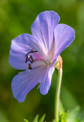 Bodziszek łąkowy - Geranium pratense L. © tom