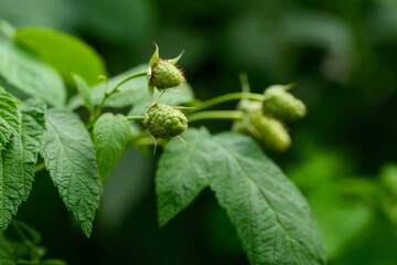 Close-up shot of green raspberries growing on a raspberry plant