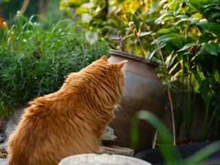 A fluffy ginger cat seating with its back to the camera, looking towards a clay pot in a lush green garden.
