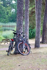 Bicycles leaning against pine tree at forest campsite