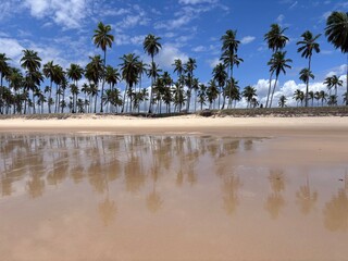 Coconut palm trees line beach of Recife, Brazil on the Atlantic Ocean © Brett Rodli