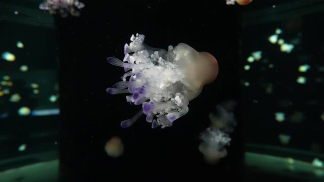 Close-up of a Upside-down Jellyfish in Aquarium Tank - Cassiopea andromeda 4K