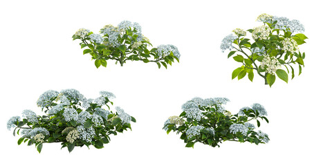 Obraz premium Collection of Hydrangea plants on transparent background