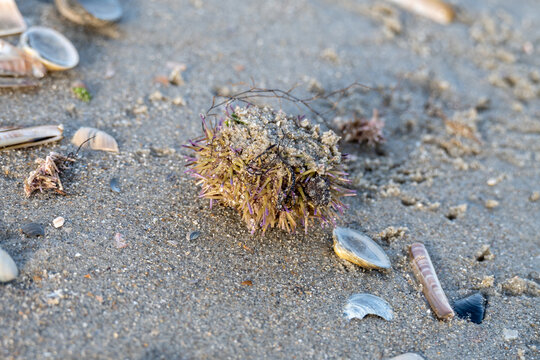 Seeigel am Strand