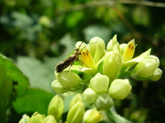 Small moth pollinating yellow wildflowers in a meadow. © HectorE