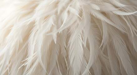 Fototapeta premium A close-up view of soft white feathers