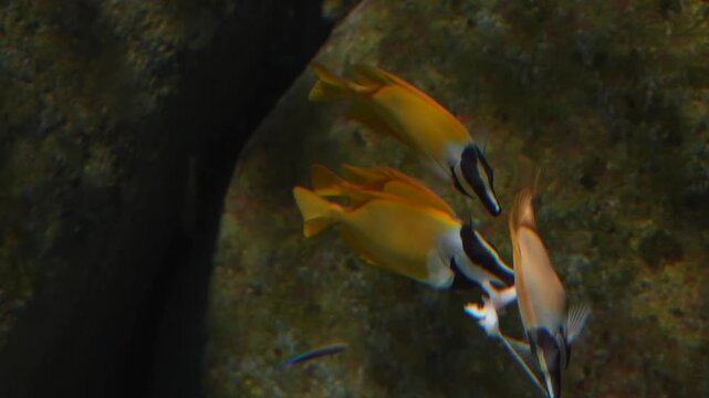 Foxface Rabbitfish Swimming in Aquarium Display, Underwater Wildlife in 4K