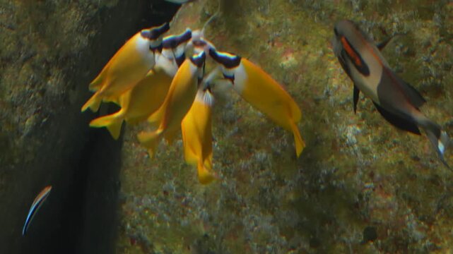 Foxface Rabbitfish Feeding Together in Aquarium Environment Static Shot 4K