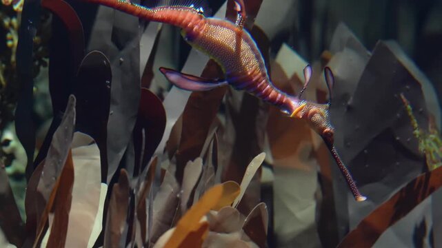 Leafy Seadragon Swimming Gracefully among Seaweed, Static Shot, 4K
