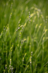 Sprouts of very young lavender in garden, lavender bushes in the garden in spring