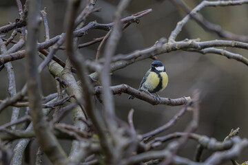Mésange charbonnière sur une branche © Laurent