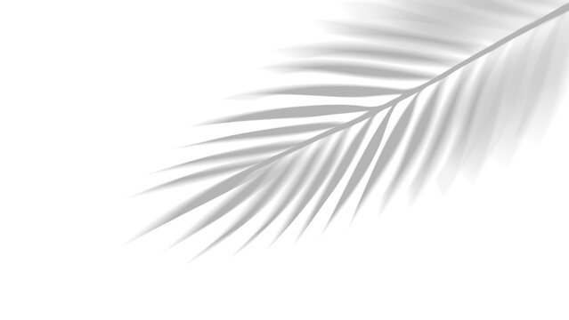 PNG overlay shadow of realistic tropical palm leaves on transparent background. Black and white coconut leaf and branches blur shadow overlay effect summer decorative element design.