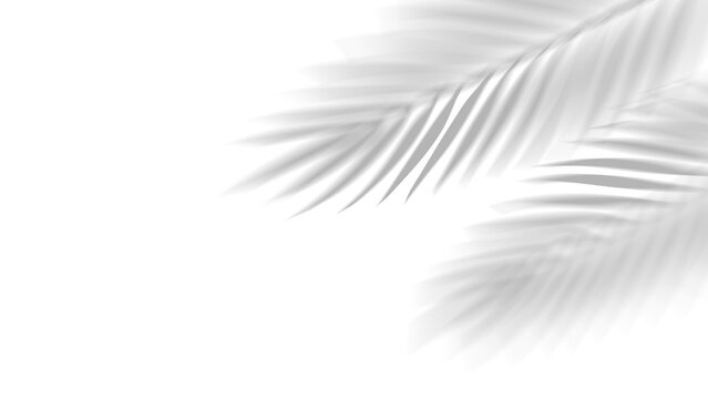 PNG overlay shadow of realistic tropical palm leaves on transparent background. Black and white coconut leaf and branches blur shadow overlay effect summer decorative element design.