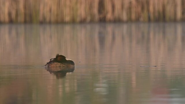The Great Crested Grebe in the morning on the lake arranging its feathers