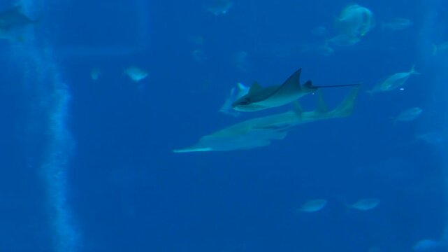 Graceful Stingrays Swimming in Deep Blue Aquarium Tank Environment 4K