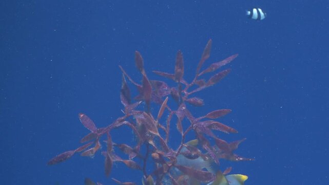 School of Spadefish Swimming Around Seaweed in Batam Indonesia 4K