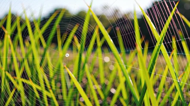 Macro slow motion video of delicate spider web covered in glistening morning dew drops, illuminated by soft sunlight creating rainbow refractions as wind