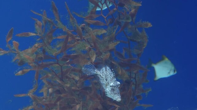 Two Alectis Ciliaris Swimming in Aquarium with Brown Algae in Clear Water 4K