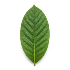 Obraz premium A vibrant green leaf with intricate vein patterns against a white background