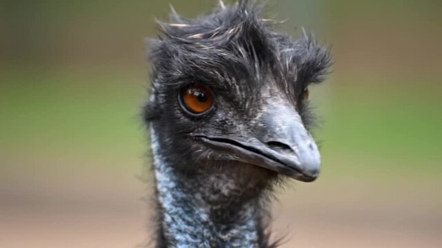 Close-up of an Emus Head with Expressive Eyes and Shaggy Feathers.
