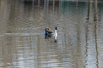 Domestic bird of gray goose swims in river in nature park. Greylag geese is species of large in the waterfowl family anatidae. Life of poultry is duck family in outdoor. Ornithology.