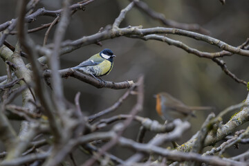 Mésange charbonnière sur une branche © Laurent