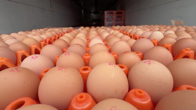 Tracking shot of large batches of fresh brown eggs with pink production stamps in industrial orange trays