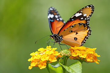 Obraz premium Captivating Danaus chrysippus Butterfly Perched on a Cluster of Bright Yellow Flowers, Displaying Intricate Wing Patterns Against a Soft Green Backdrop in Natural Light
