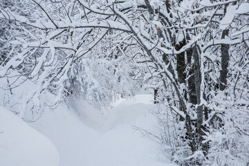 paysage hivernal, neige , couche de neige, sentier alpin, hiver, alpes, froid, arbres enneig&eacute;s, m&eacute;t&eacute;o, blanc et puret&eacute;