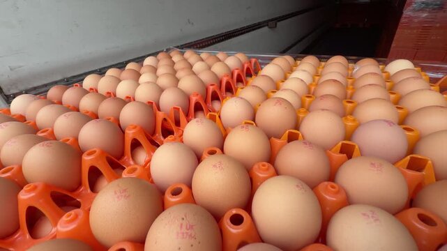 Tracking shot of large batches of fresh brown eggs with red production stamps in orange industrial transport trays