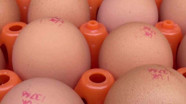 Extreme macro shot of brown chicken eggs stamped with red production codes in orange industrial trays