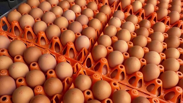 High angle tracking shot of rows of brown chicken eggs stamped with production codes in orange transport trays