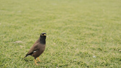 Obraz premium Indian Myna bird foraging on a bright green meadow in the park