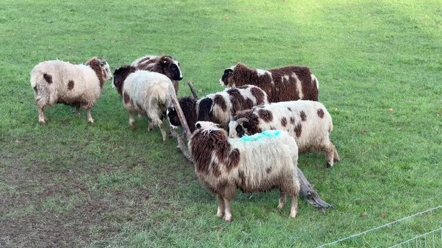 Static high angle shot of a flock of multi-colored Jacob sheep with horns grazing in a green pasture