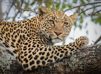 Leopard Stare © Scott