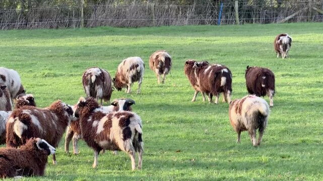 Static wide shot of a flock of multi-colored Jacob sheep with horns grazing and walking in a green sunlit pasture