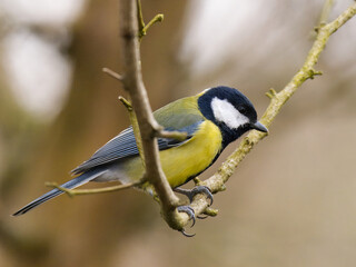 Kohlmeise © digitalerblick