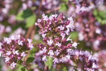 Obraz premium Close up of blooming oregano flowers in a sunlit garden setting with purple and white petals.