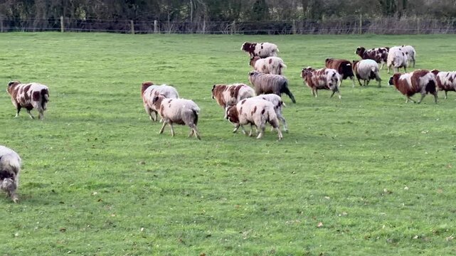 Tracking shot of a flock of multi colored Jacob sheep with horns trotting across a green farm pasture