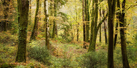 Obraz premium autumn woodland at Idless cornwall uk 
